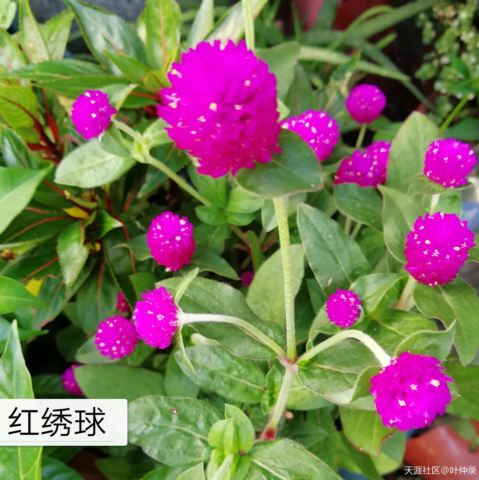 電影《監(jiān)理工程師》編劇大綱--由本書(shū)作者編寫(xiě)  第10張
