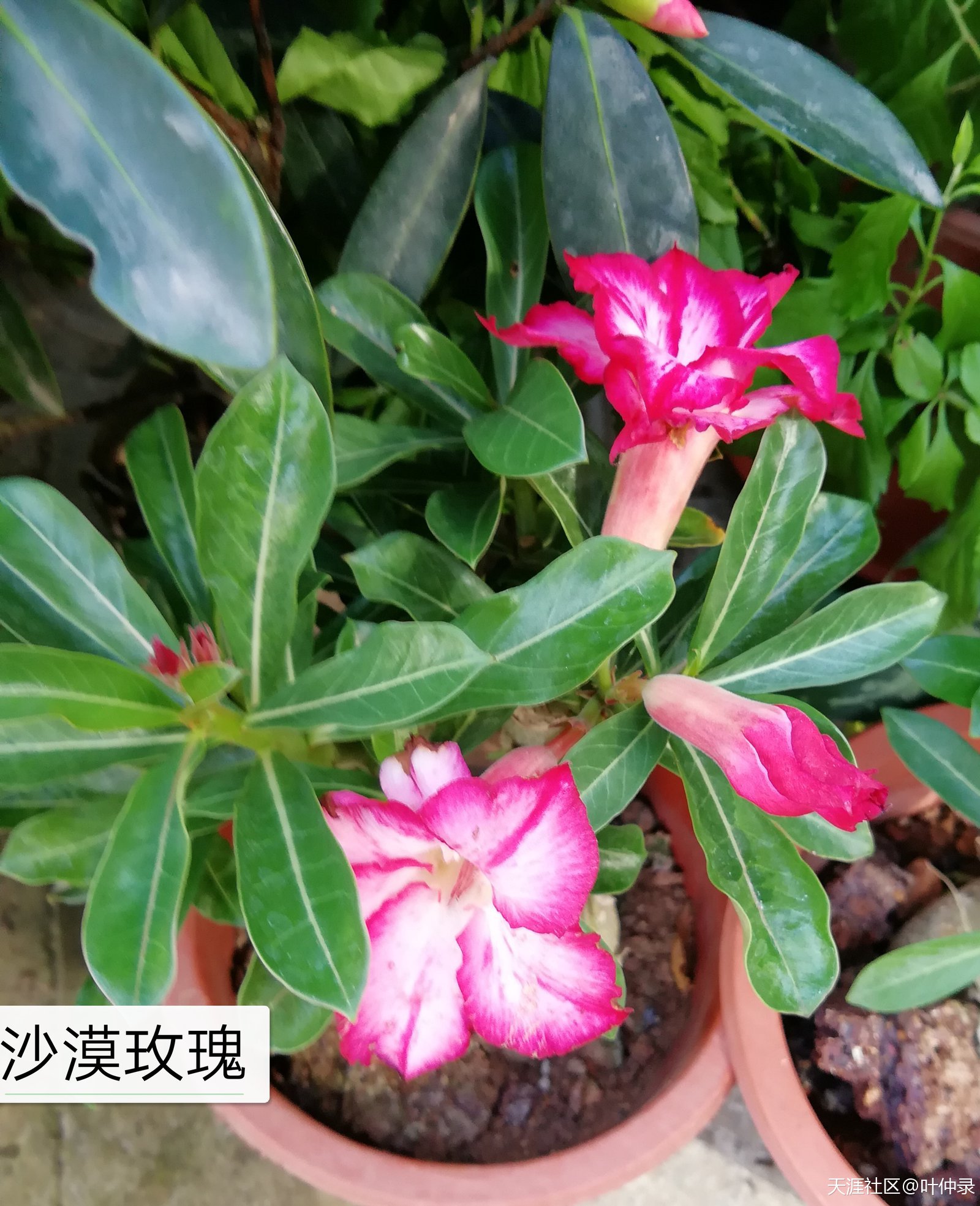 電影《監(jiān)理工程師》編劇大綱--由本書(shū)作者編寫(xiě)  第11張